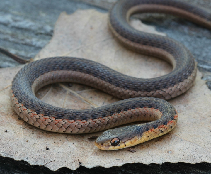 Eastern Garter Snake